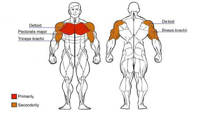 BFT-7001 Chest Press Machine muscle